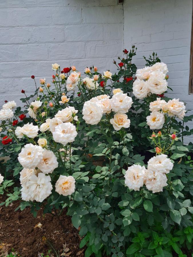 Piccadilly Farm Cottages Lions River 외부 사진